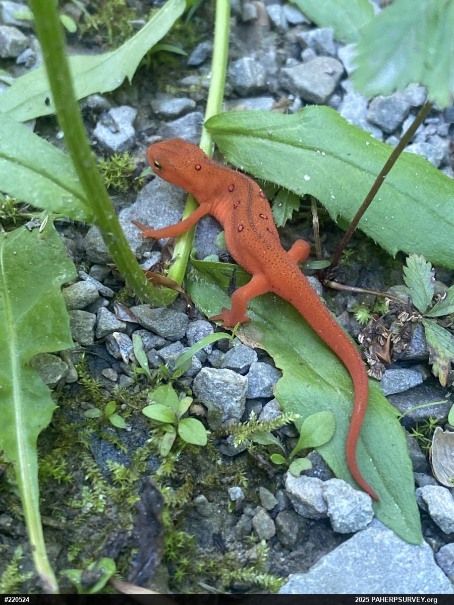 Red-spotted Newt