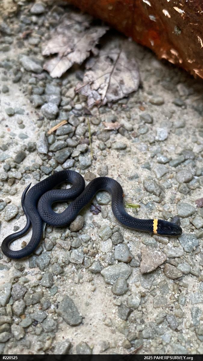 Northern Ring-necked Snake