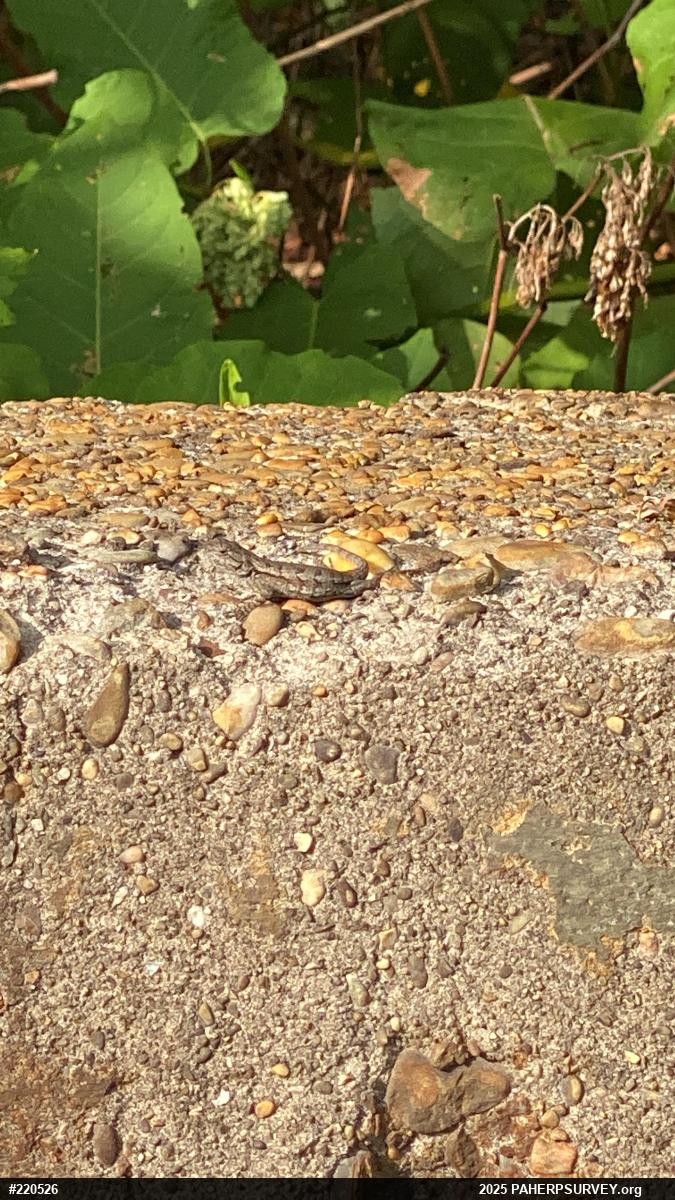 Eastern Fence Lizard