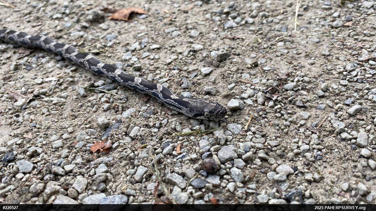 Eastern Ratsnake
