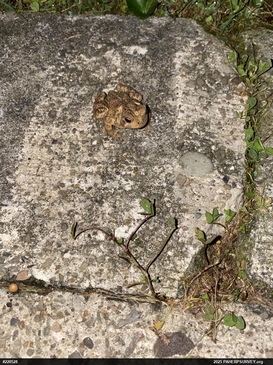 Eastern American Toad