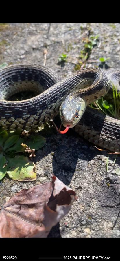 Eastern Gartersnake