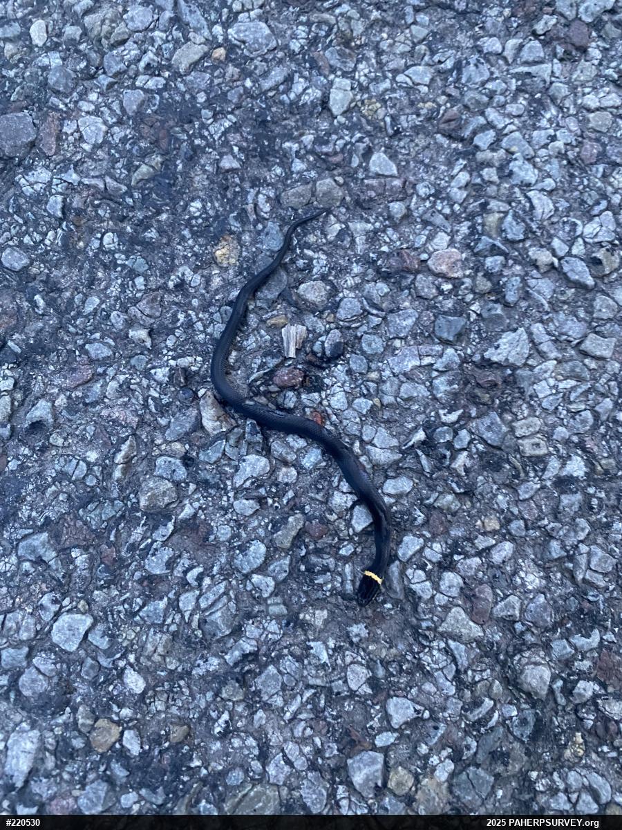 Northern Ring-necked Snake
