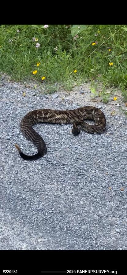 Timber Rattlesnake