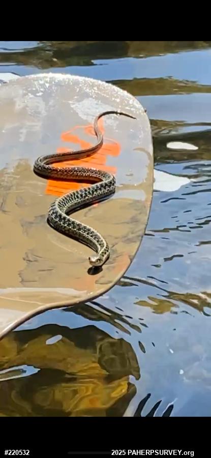 Eastern Gartersnake