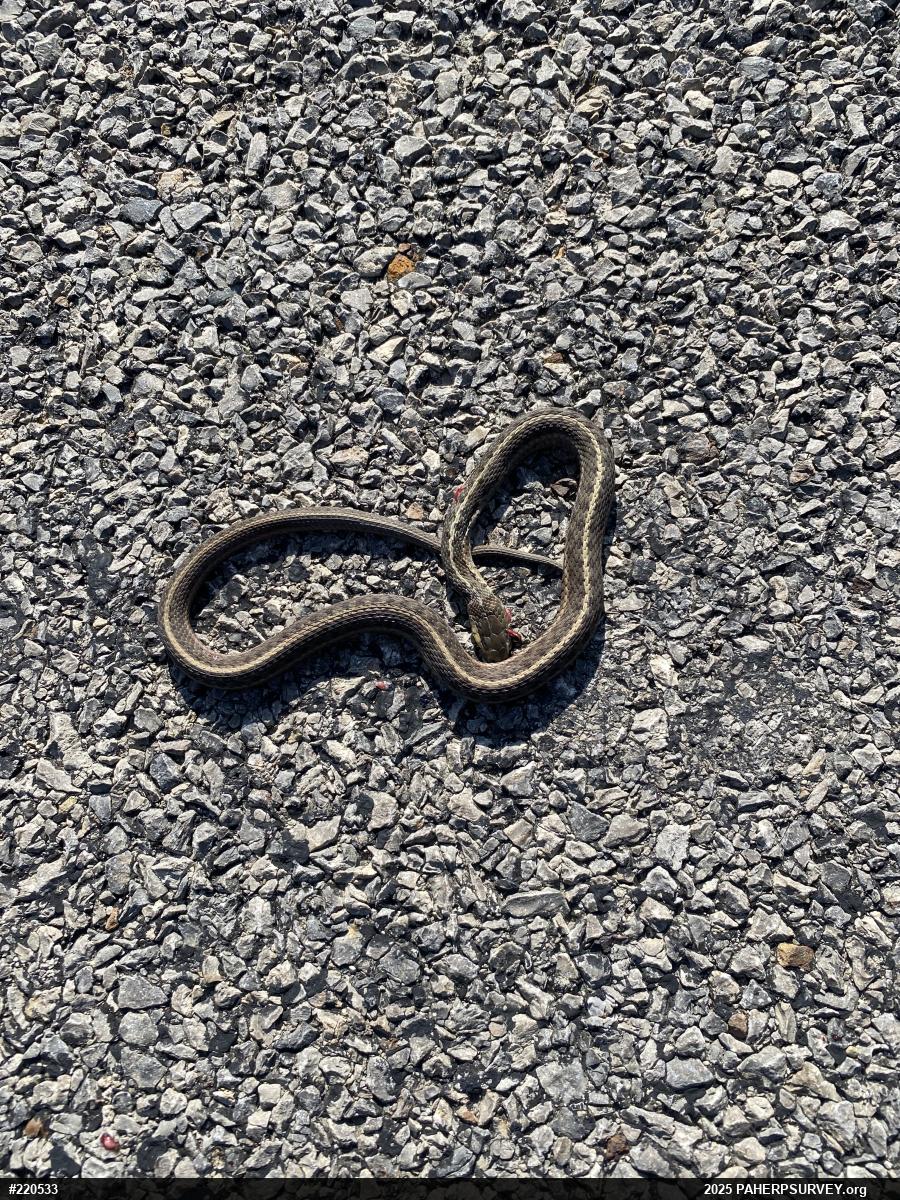 Eastern Gartersnake