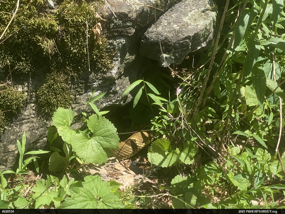 Timber Rattlesnake