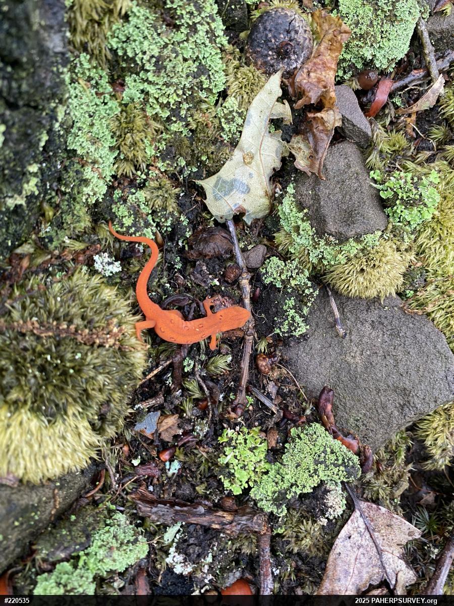 Red-spotted Newt