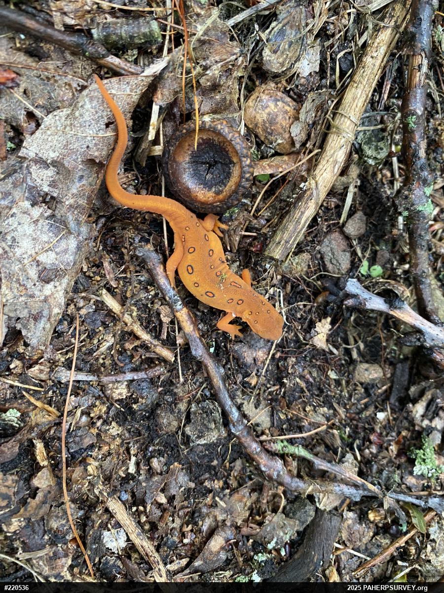 Red-spotted Newt