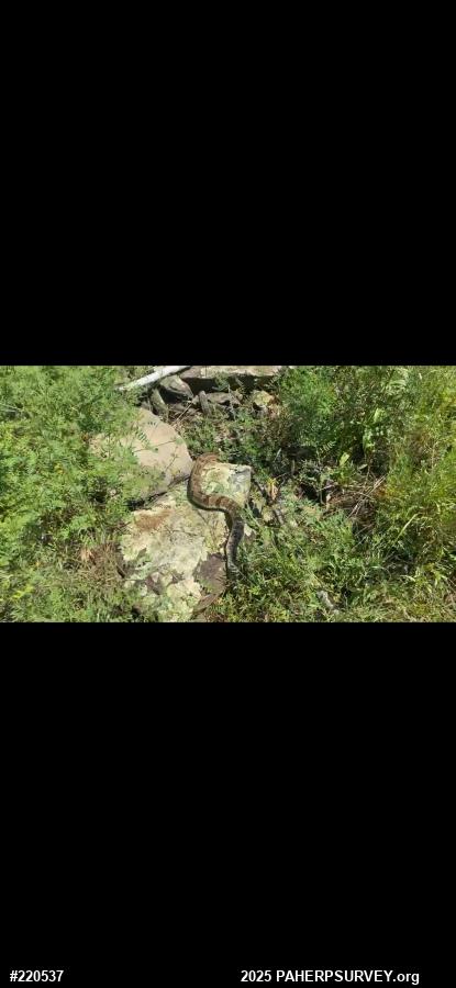 Timber Rattlesnake