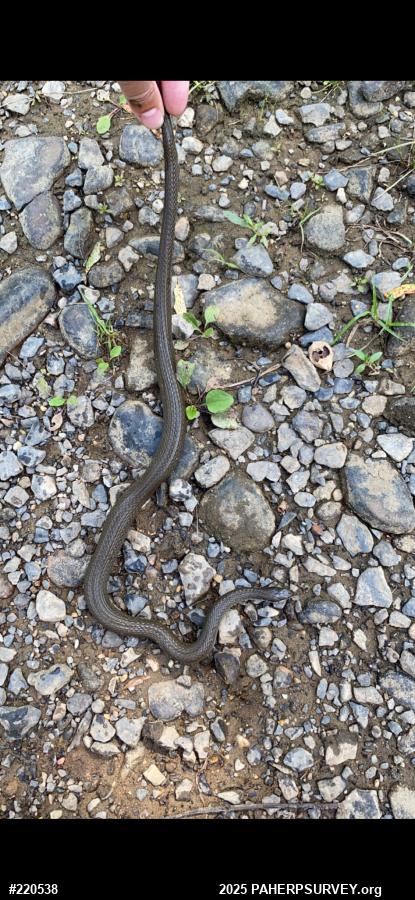 Queensnake