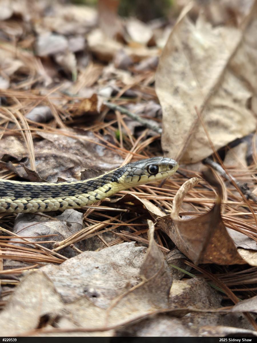 Eastern Gartersnake