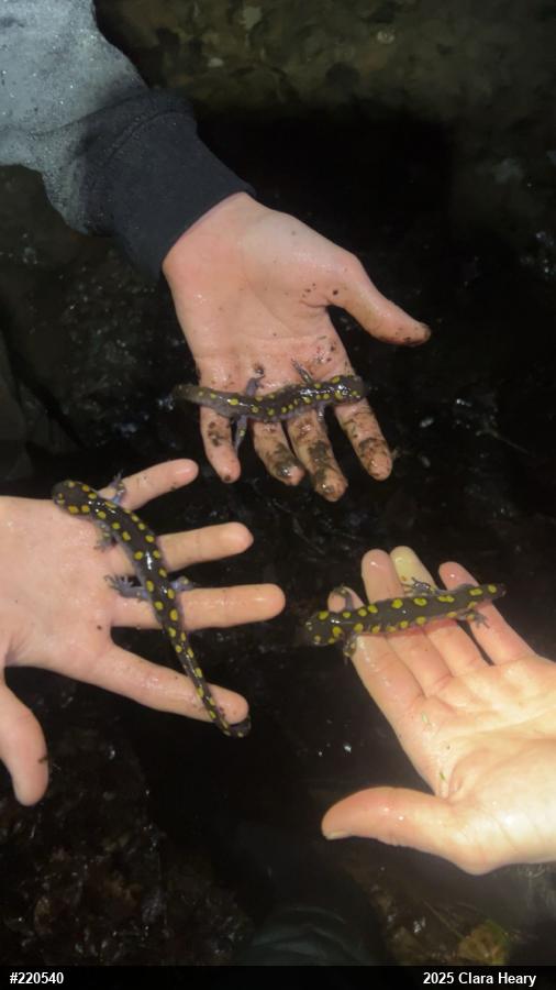 Spotted Salamander