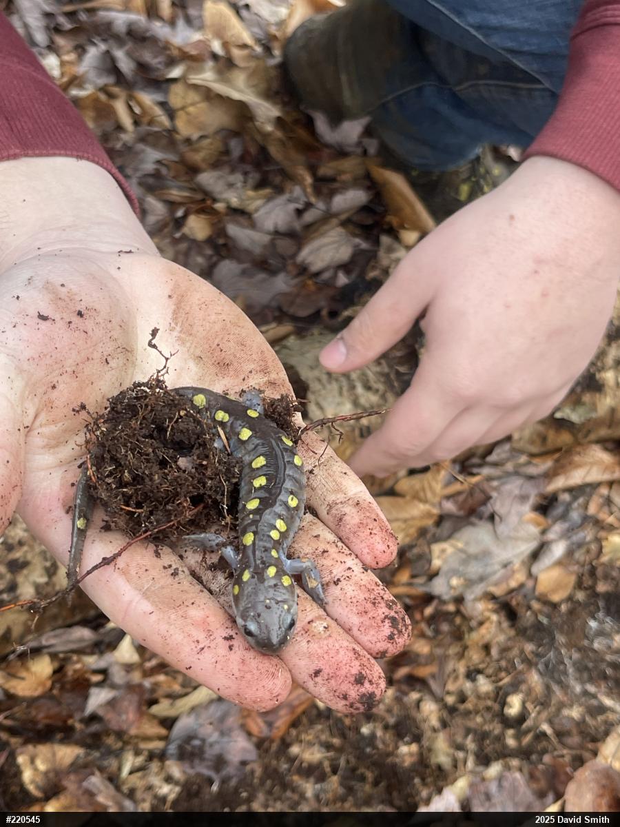 Spotted Salamander