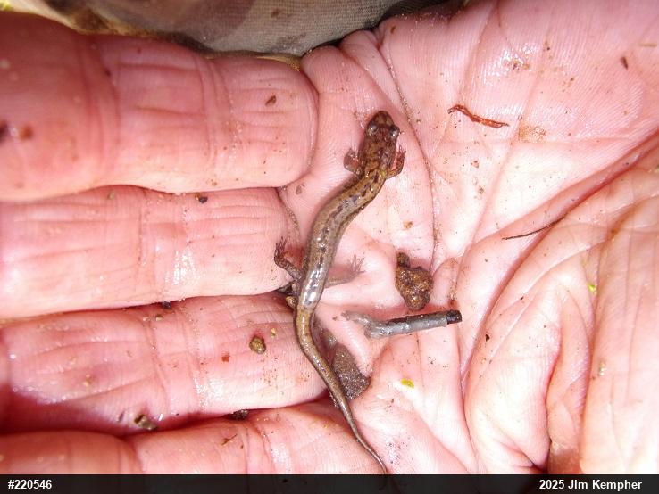 Allegheny Mountain Dusky Salamander