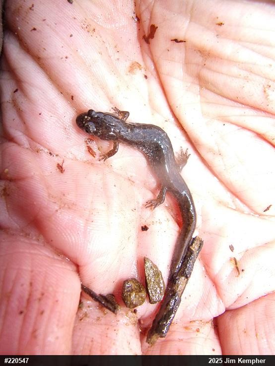 Northern Dusky Salamander