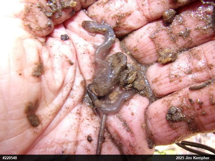 Northern Spring Salamander