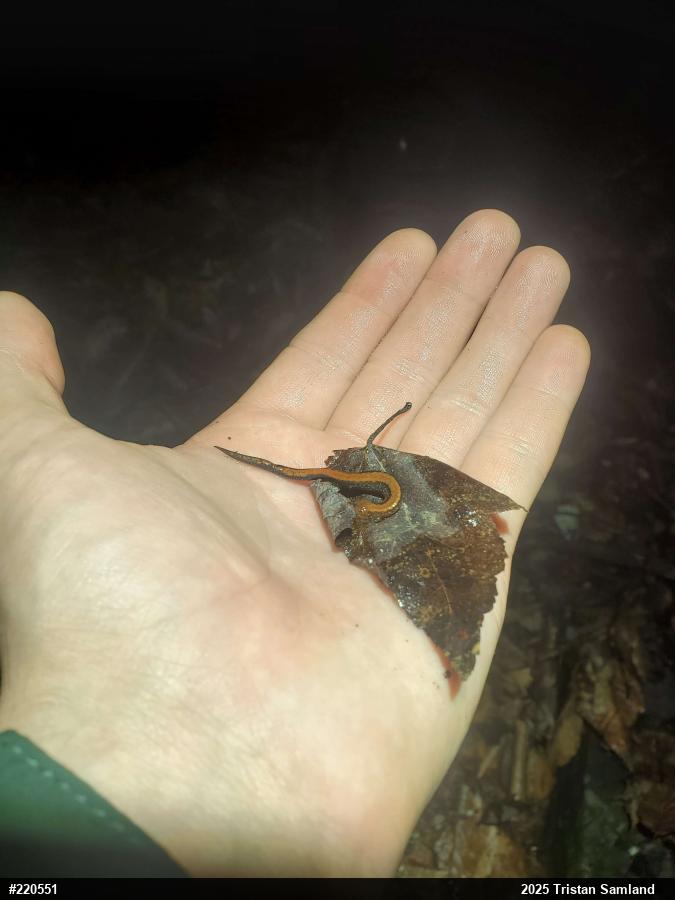 Eastern Red-backed  Salamander