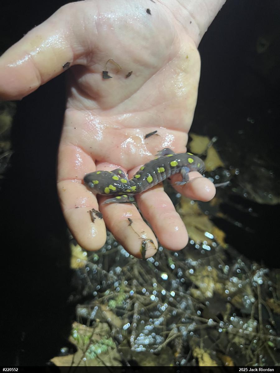 Spotted Salamander