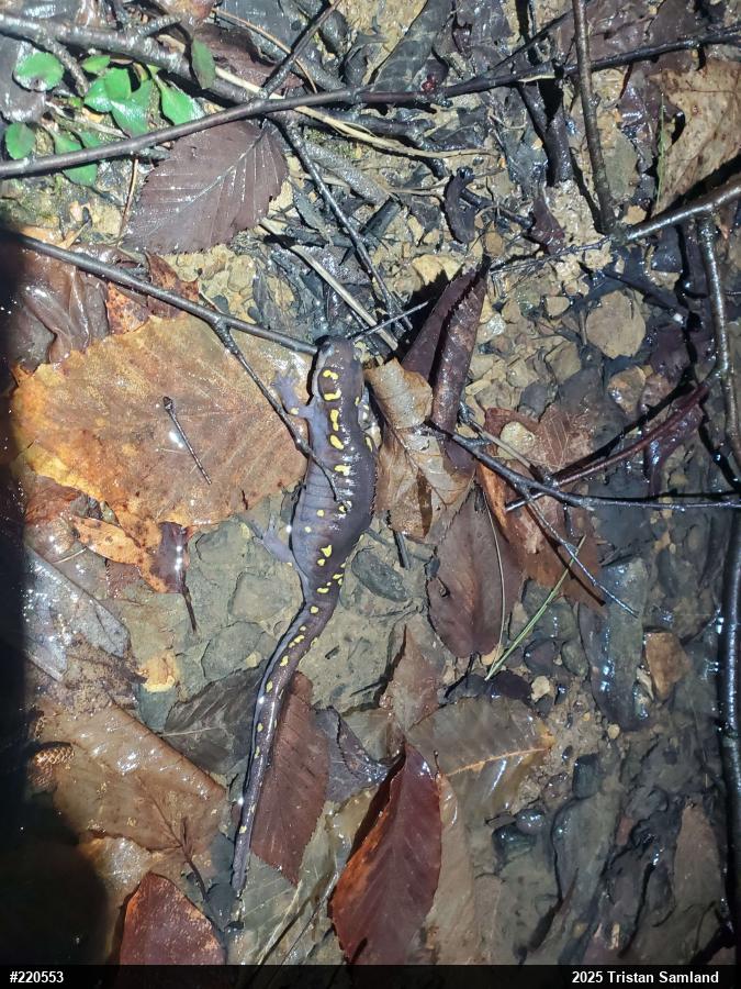 Spotted Salamander