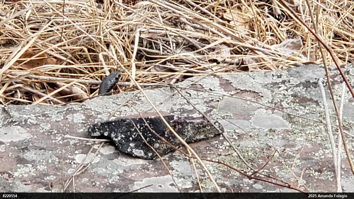 Northern Black Racer