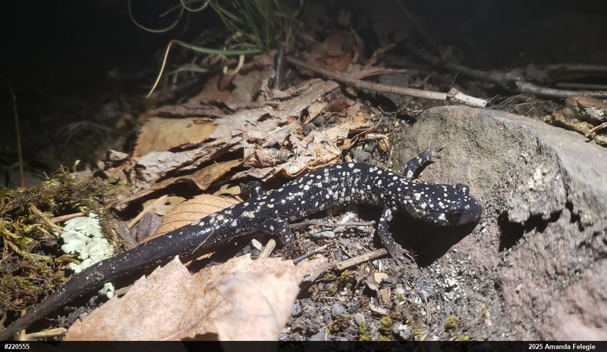 Northern Slimy Salamander