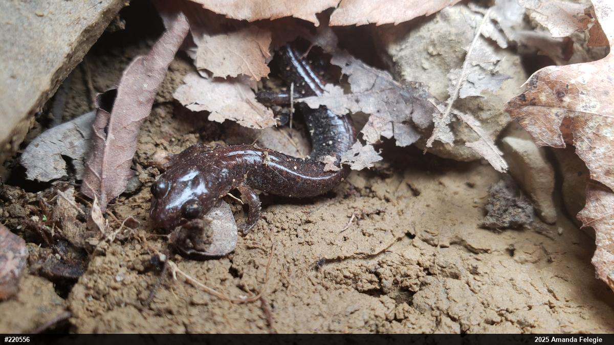 Eastern Red-backed  Salamander