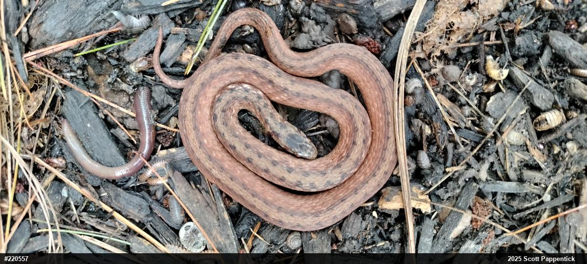 Dekay's Brownsnake