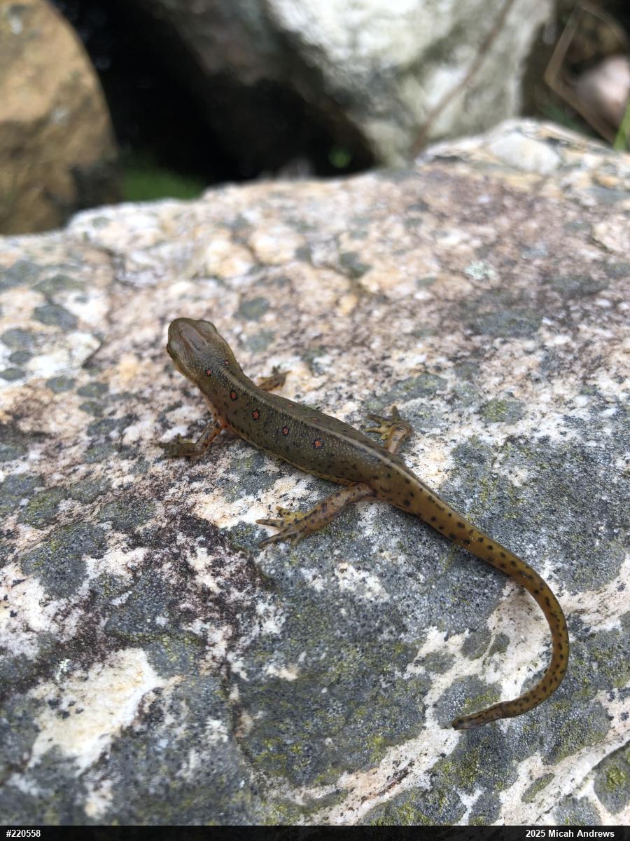Red-spotted Newt
