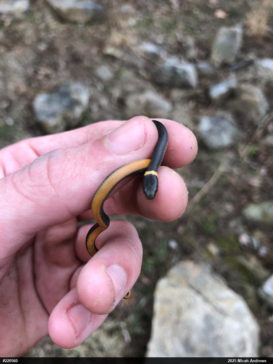 Northern Ring-necked Snake