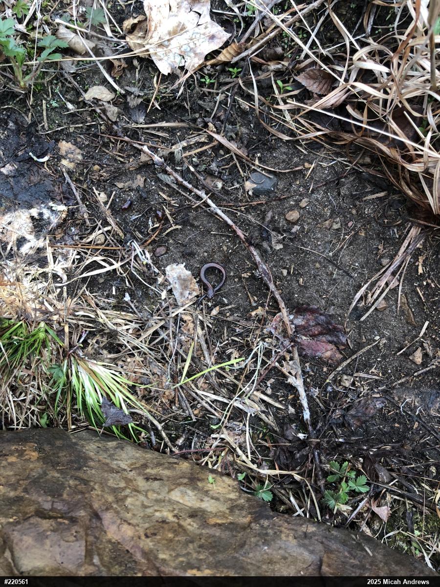 Eastern Red-backed  Salamander