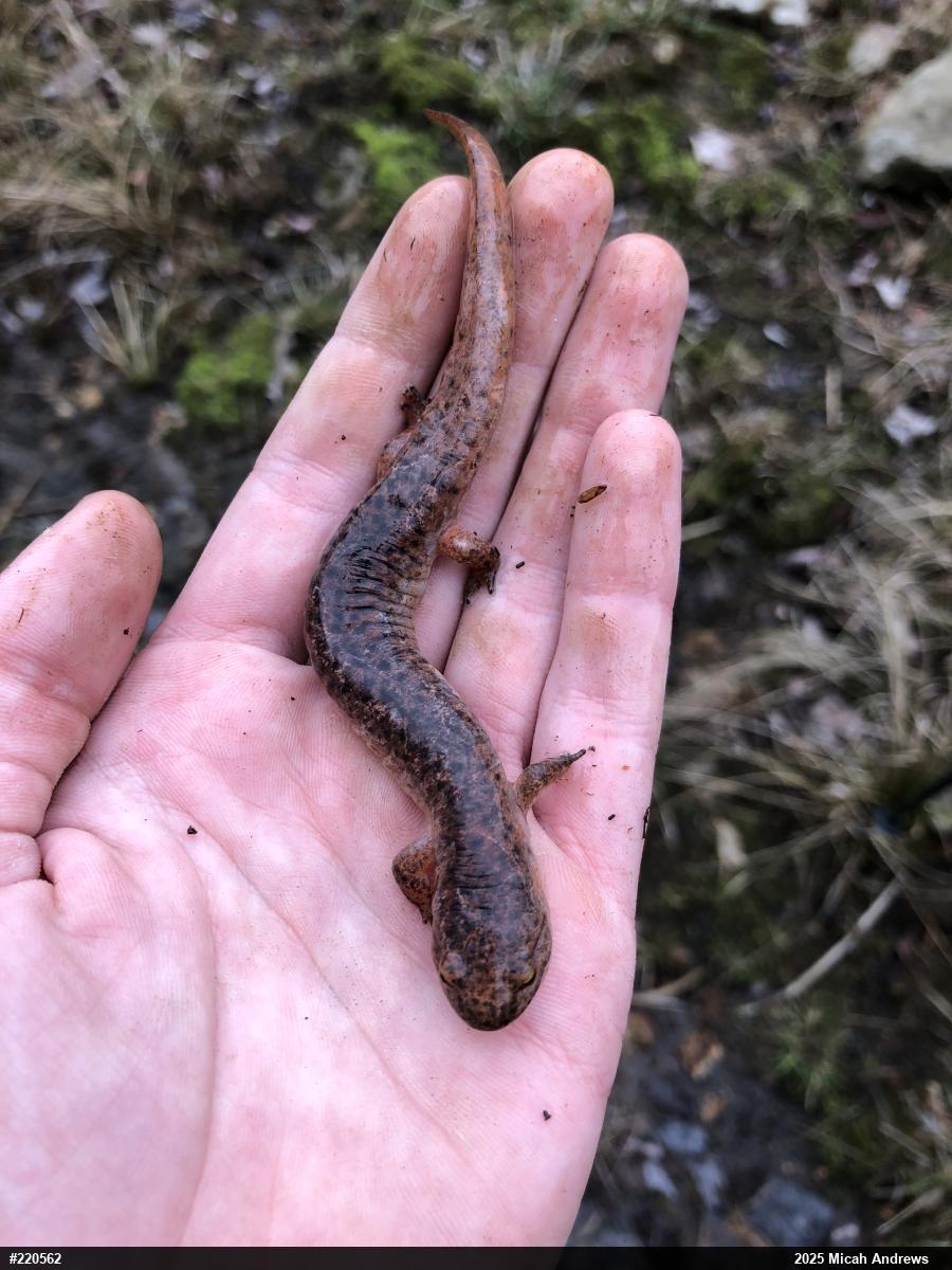 Northern Red Salamander