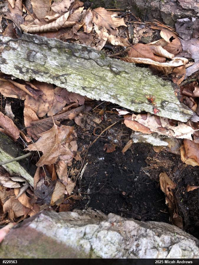 Eastern Red-backed  Salamander