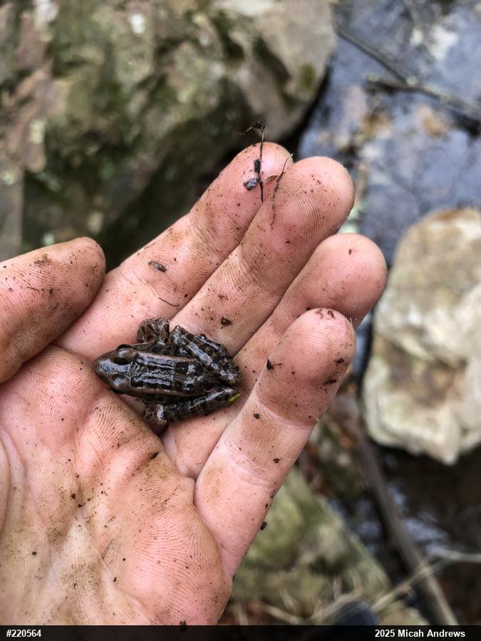 Pickerel Frog