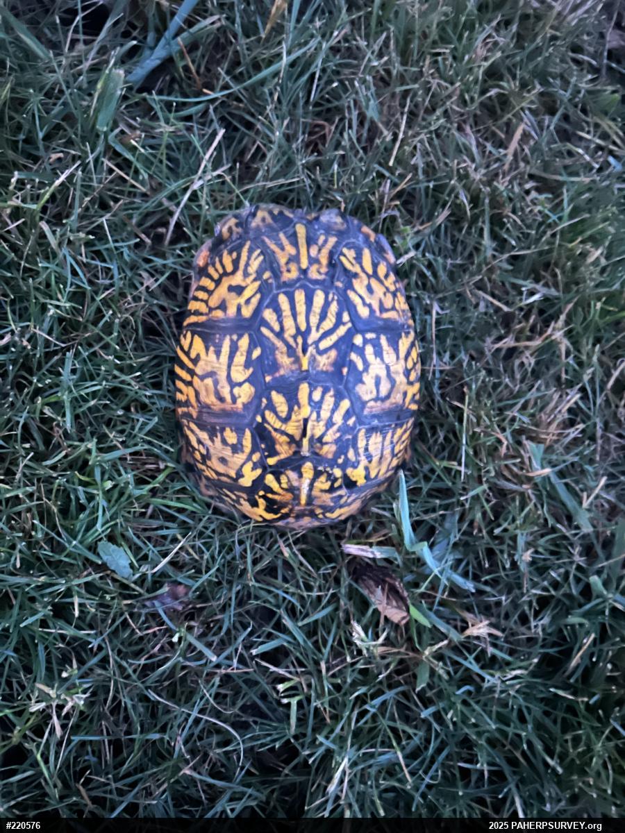 Eastern Box Turtle