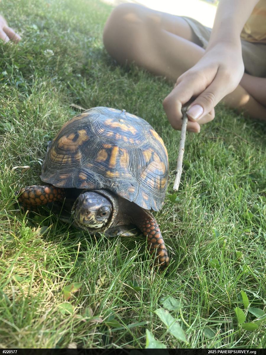 Eastern Box Turtle