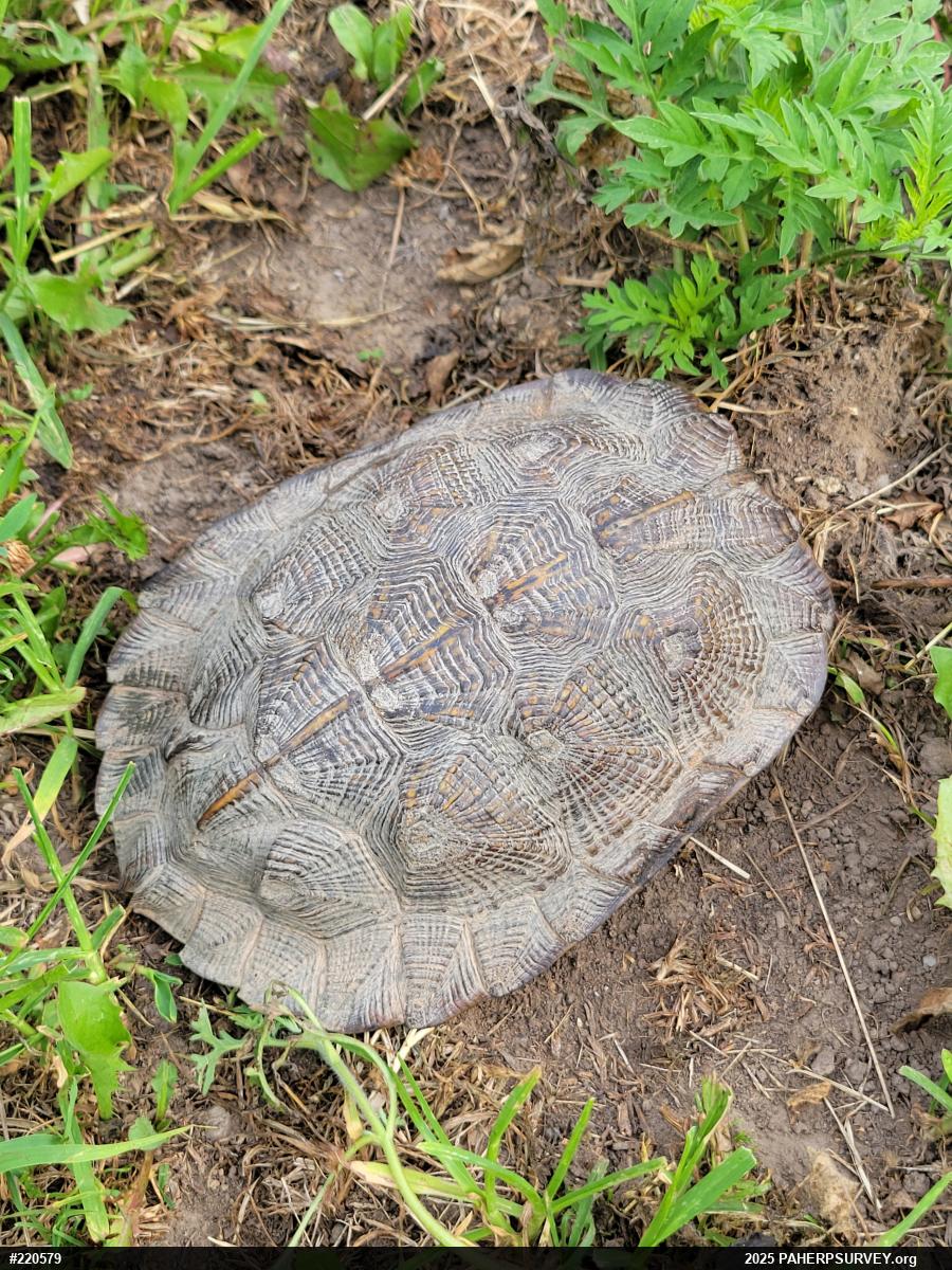 Wood Turtle