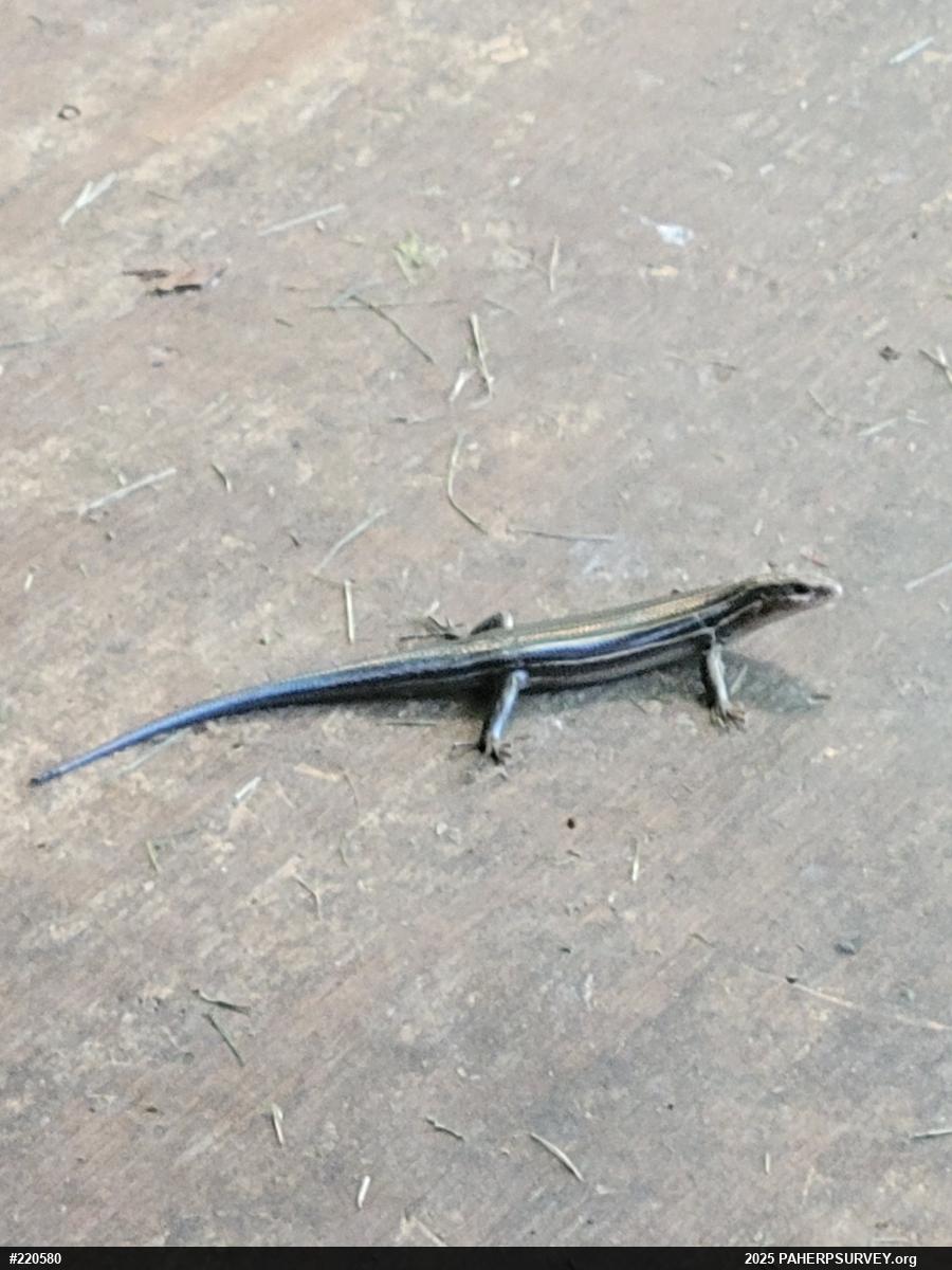 Common Five-lined Skink