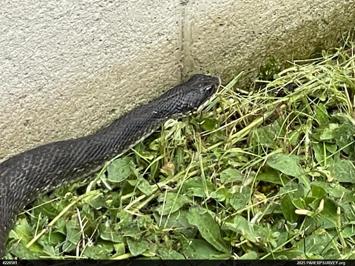 Eastern Hog-nosed Snake