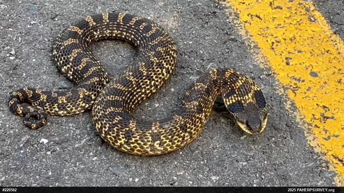 Eastern Hog-nosed Snake