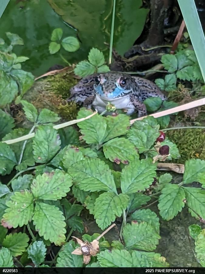 Green Frog