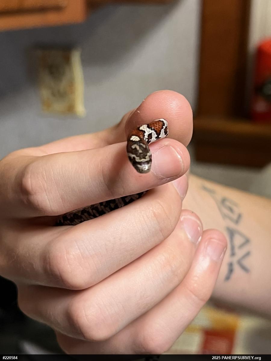 Eastern Milksnake