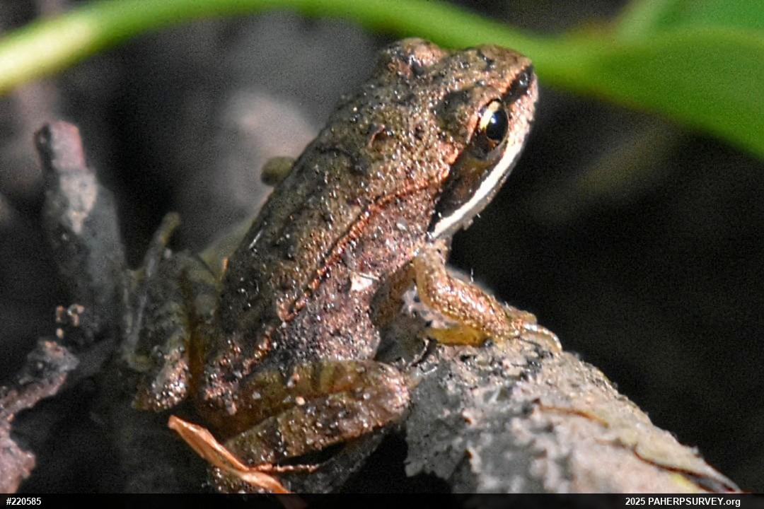 Wood Frog