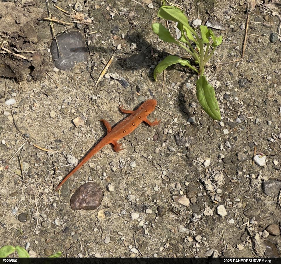 Red-spotted Newt