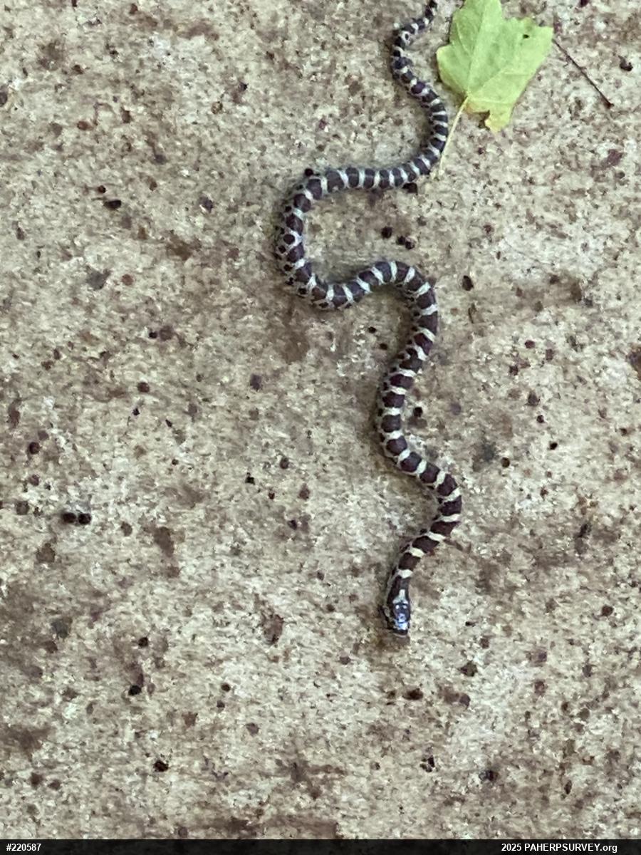 Eastern Milksnake