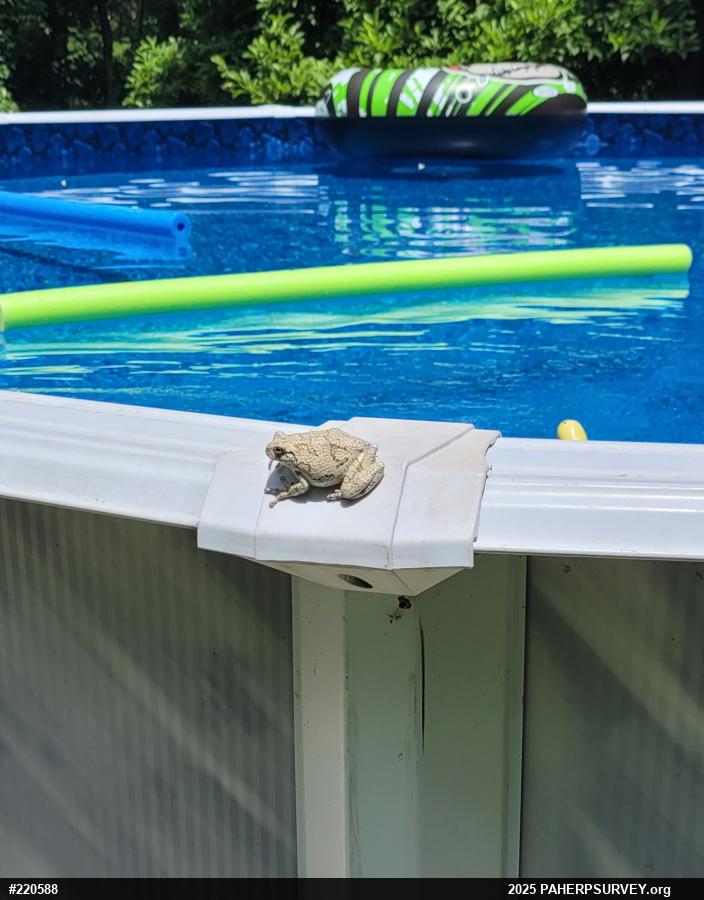 Unknown Gray Treefrog