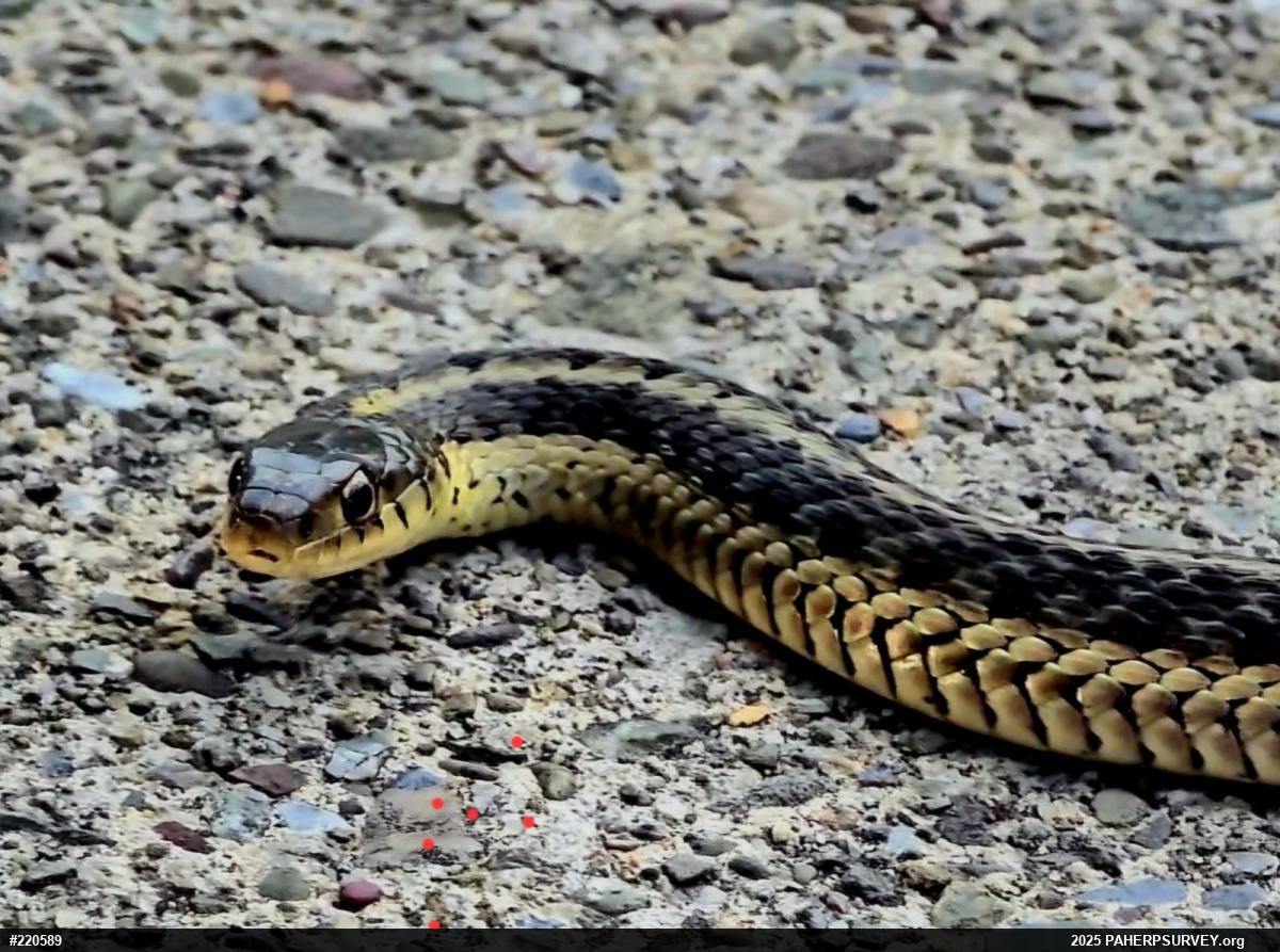 Eastern Gartersnake
