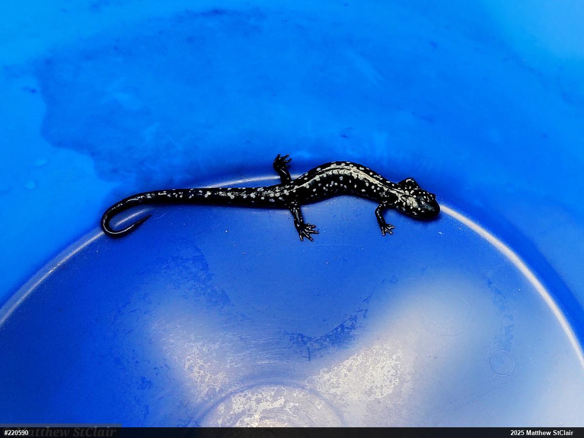 Northern Slimy Salamander