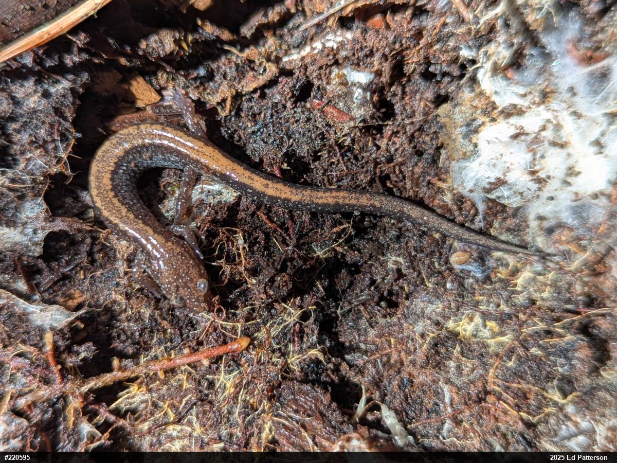 Eastern Red-backed  Salamander
