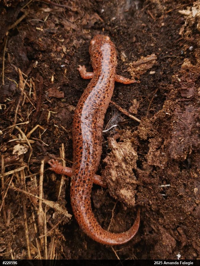 Northern Red Salamander